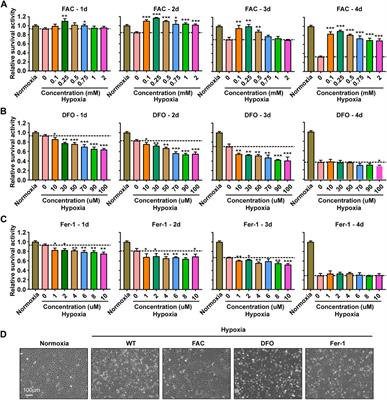 Iron supplementation inhibits hypoxia-induced mitochondrial damage and protects zebrafish liver cells from death